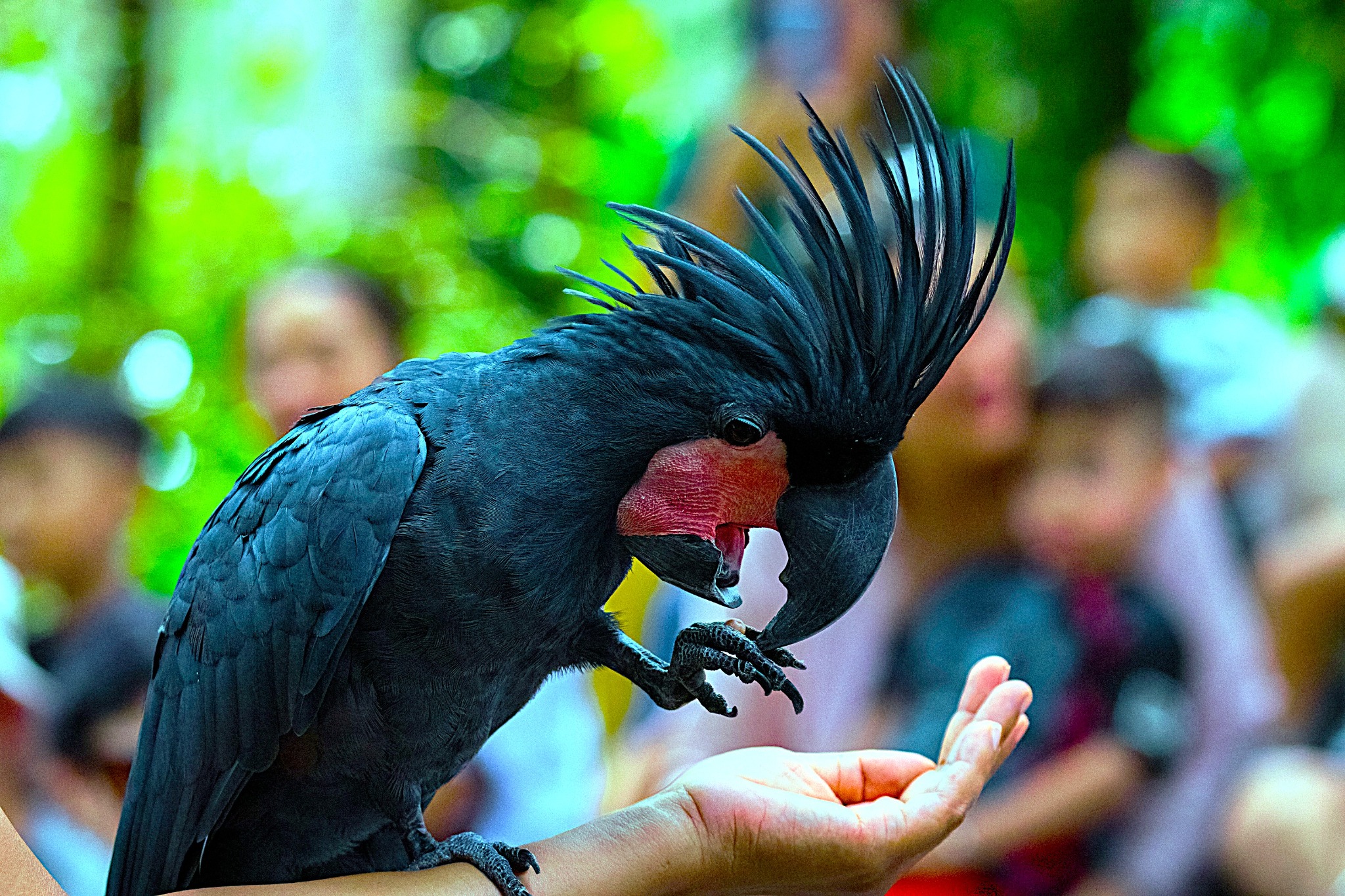 Bali Bird Park Admission Ticket